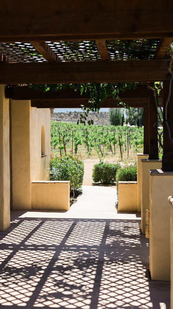 walkway during afternoon at vineyard